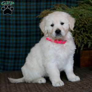 Mitzy, English Cream Golden Retriever Puppy