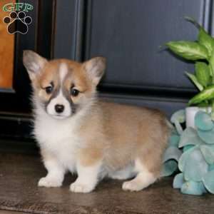 Mitzy, Pembroke Welsh Corgi Puppy