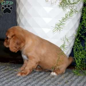 Mitzy, Cavalier King Charles Spaniel Puppy