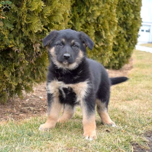 Mocha, German Shepherd Mix Puppy