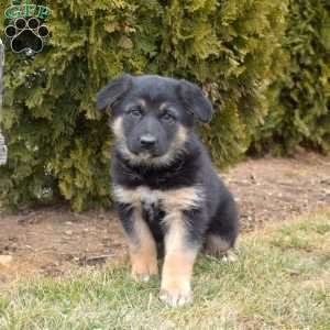 Mocha, German Shepherd Mix Puppy