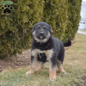 Mocha, German Shepherd Mix Puppy