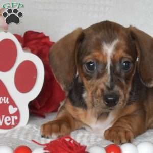 Mocha-Mini, Dachshund Puppy