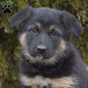 Mocha, German Shepherd Mix Puppy