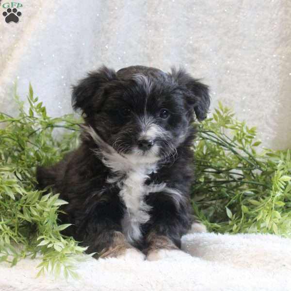 Mocha Latte, Mini Aussiedoodle Puppy