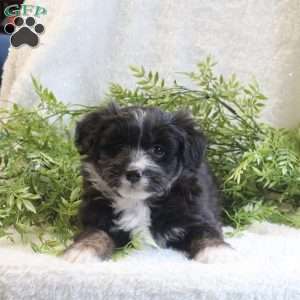 Mocha Latte, Mini Aussiedoodle Puppy