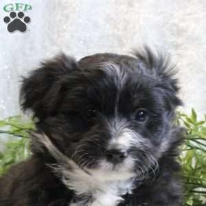 Mocha Latte, Mini Aussiedoodle Puppy