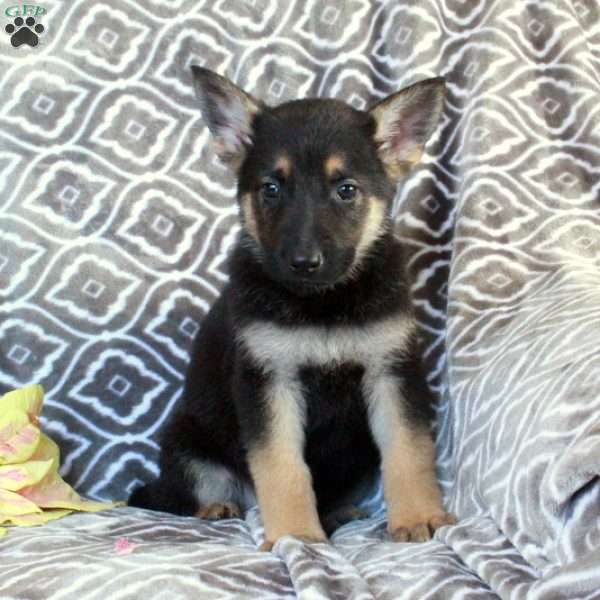 Moe, German Shepherd Puppy