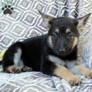 Moe, German Shepherd Puppy