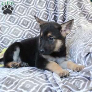 Moe, German Shepherd Puppy