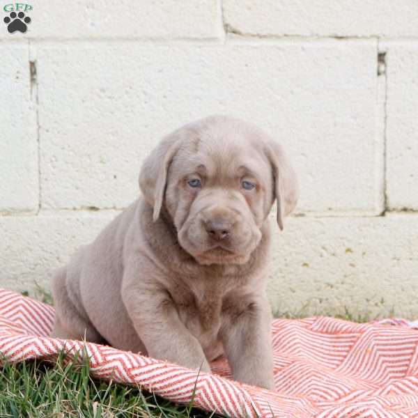 Mojo, Silver Labrador Retriever Puppy