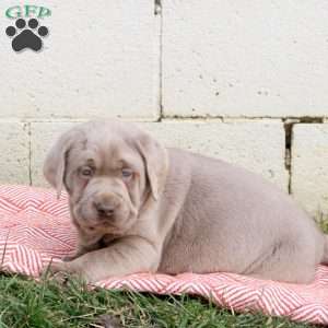 Mojo, Silver Labrador Retriever Puppy