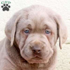 Mojo, Silver Labrador Retriever Puppy