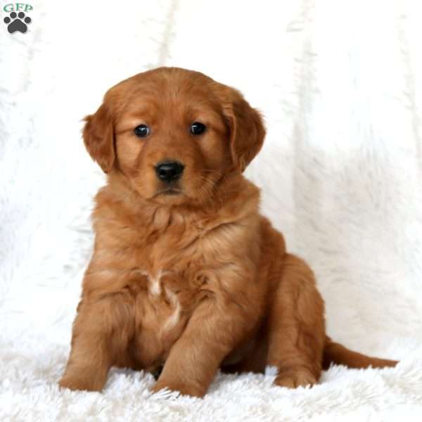 Mojo, Golden Retriever Puppy