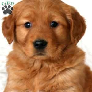 Mojo, Golden Retriever Puppy