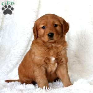 Mojo, Golden Retriever Puppy