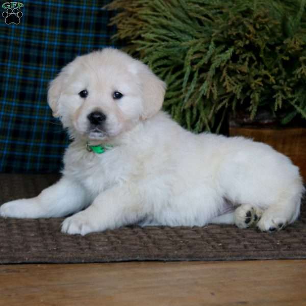 Molly, English Cream Golden Retriever Puppy