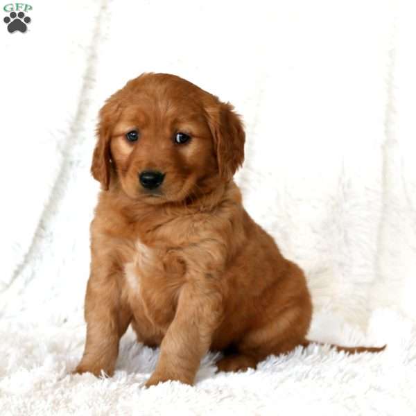 Molly, Golden Retriever Puppy