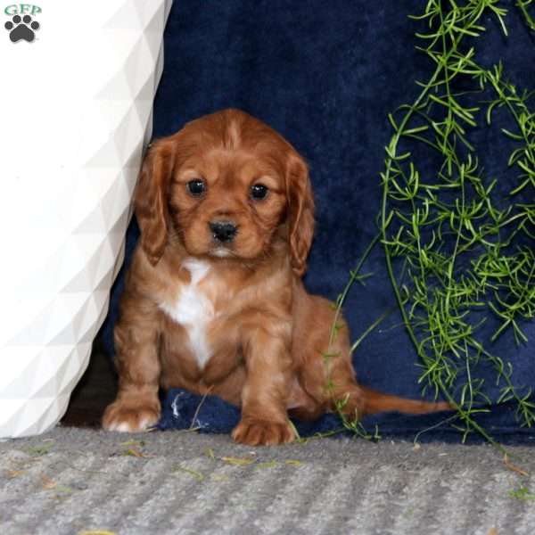 Molly, Cavalier King Charles Spaniel Puppy