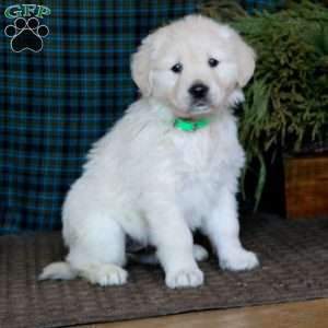 Molly, English Cream Golden Retriever Puppy