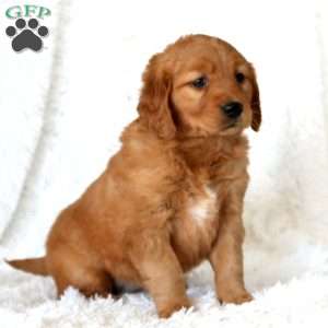 Molly, Golden Retriever Puppy