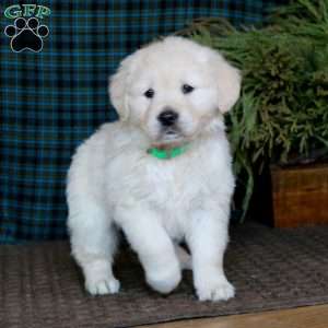 Molly, English Cream Golden Retriever Puppy