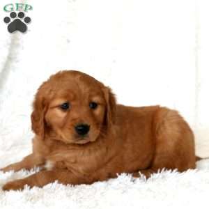 Molly, Golden Retriever Puppy