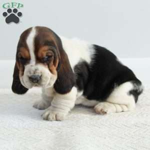 Molly, Basset Hound Puppy