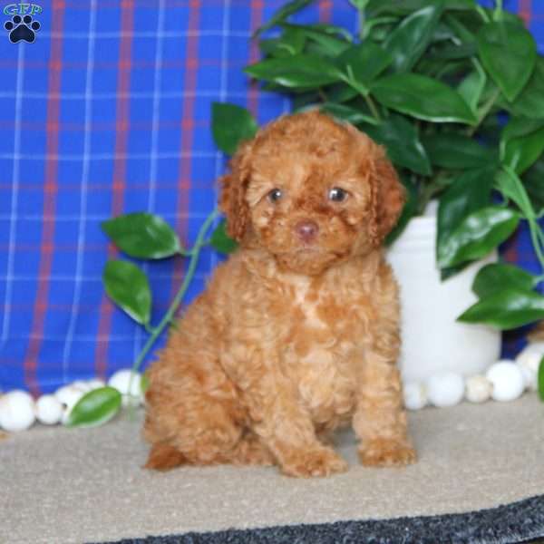 Monica, Cockapoo Puppy