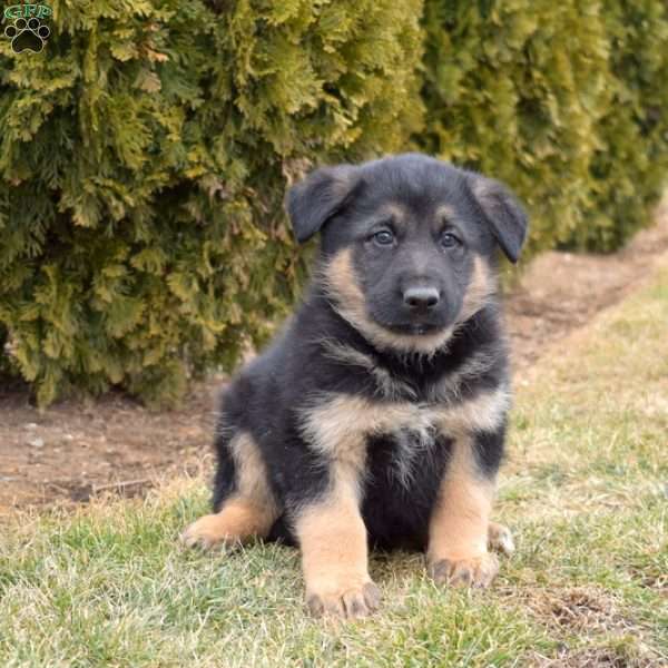 Moose, German Shepherd Mix Puppy