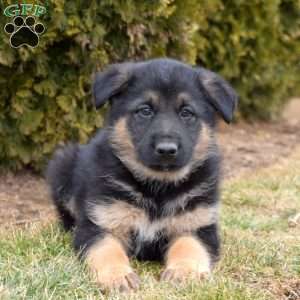 Moose, German Shepherd Mix Puppy