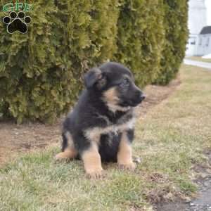 Moose, German Shepherd Mix Puppy