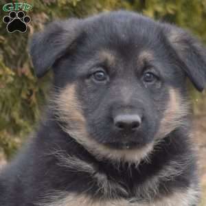 Moose, German Shepherd Mix Puppy