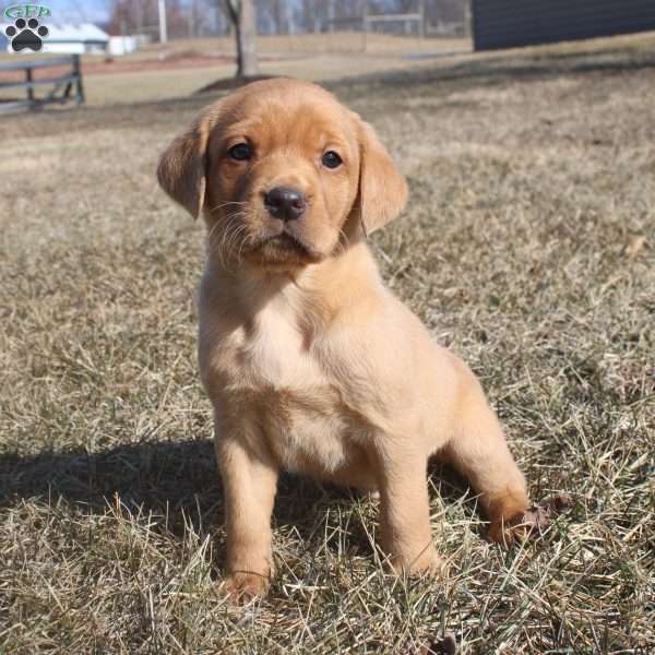 Moose, Fox Red Labrador Retriever Puppy