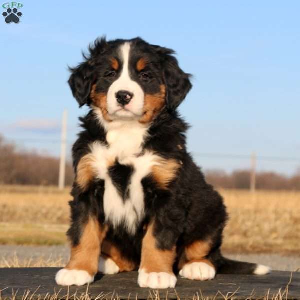 Mountain Dew, Bernese Mountain Dog Puppy