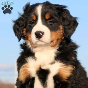 Mountain Dew, Bernese Mountain Dog Puppy