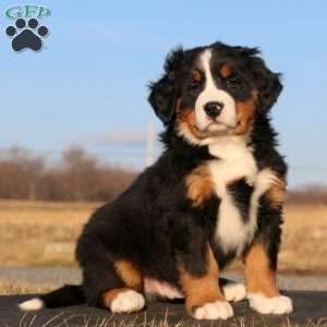 Mountain Dew, Bernese Mountain Dog Puppy