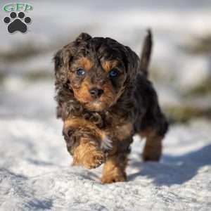 Mufasa, Cavapoo Puppy