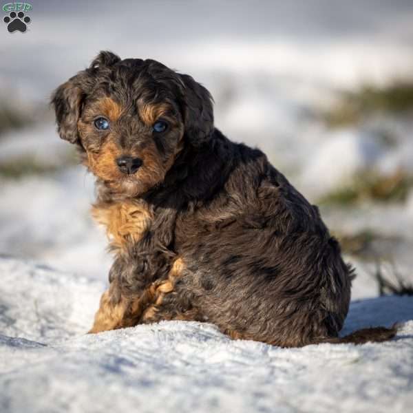 Mufasa, Cavapoo Puppy