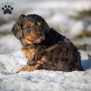 Mufasa, Cavapoo Puppy