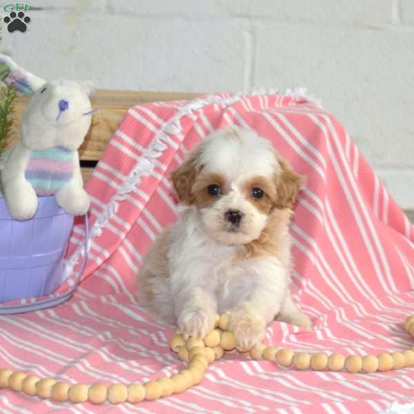 Muffin, Cavapoo Puppy