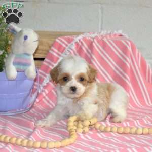 Muffin, Cavapoo Puppy