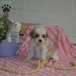 Muffin, Cavapoo Puppy