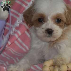 Muffin, Cavapoo Puppy