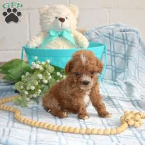Murphy, Cavapoo Puppy