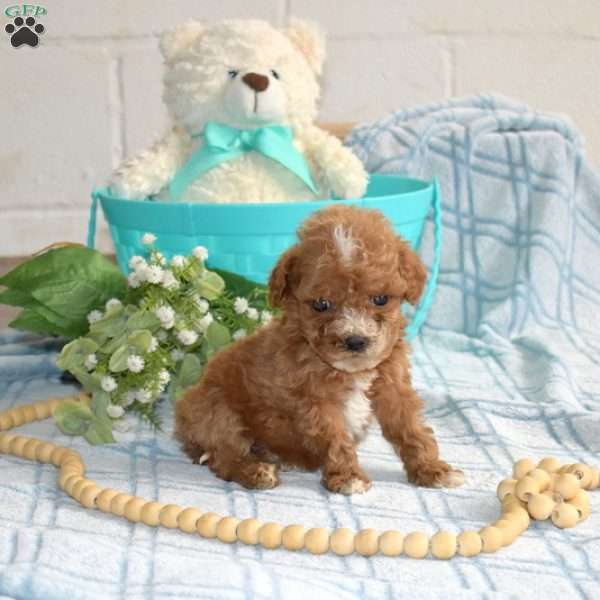 Murphy, Cavapoo Puppy