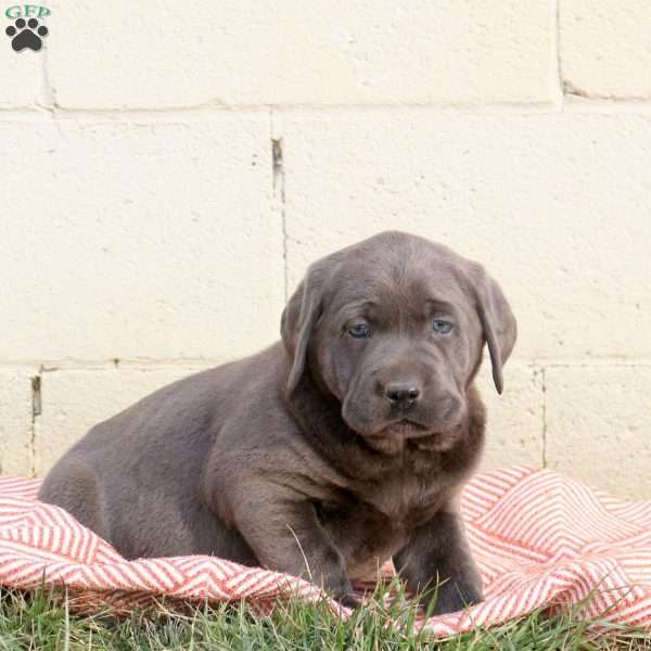 Murphy, Charcoal Labrador Retriever Puppy