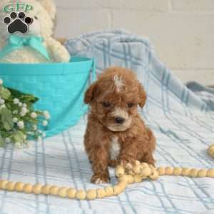 Murphy, Cavapoo Puppy