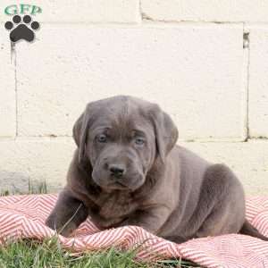 Murphy, Charcoal Labrador Retriever Puppy