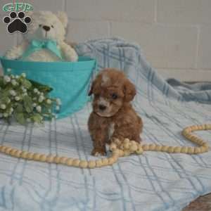 Murphy, Cavapoo Puppy